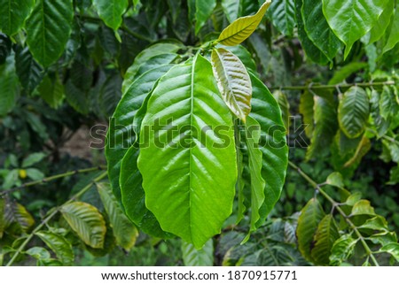 The  leaf group on the tree in forest
