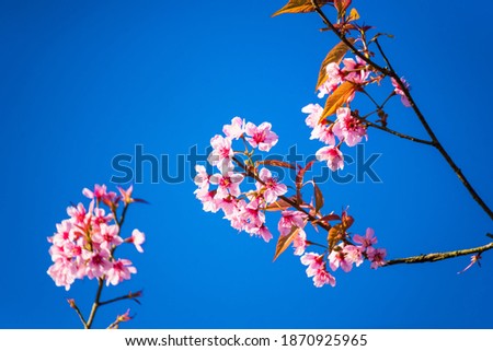 Beatiful Cherry blossoms pink sakura cherry tree flowers against blue sky background