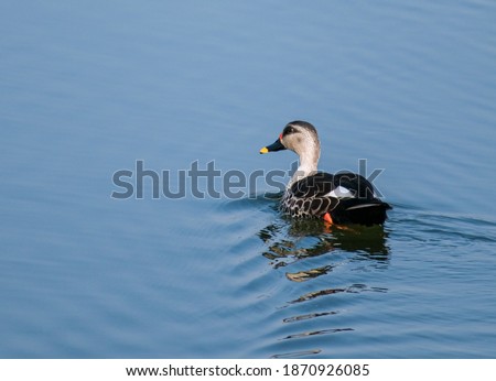 Spot billed duck swimming on the surface of water in lake 