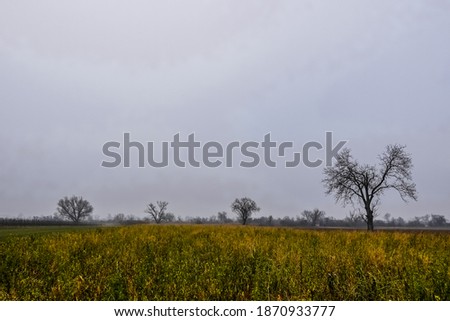 high green field and single trees with dense fog