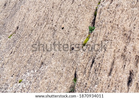 Surviving green plant on a stone