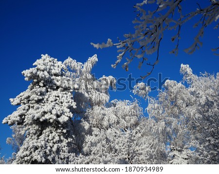 winter forest with trees covered snow.beautiful winter Sunny day