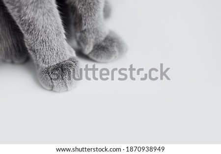 Ultimate Gray gray paws of cat. Paws of a British cat with short hair close-up and space for text