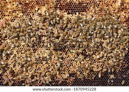 Bees on a honey comb frame collecting honey for winter close-up background