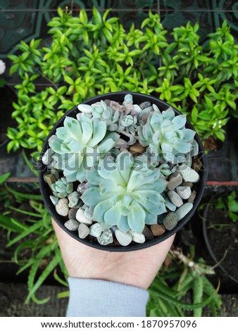 kind of cactus called as sukulen, three sukulen in a pot with small stone picture focus on pot