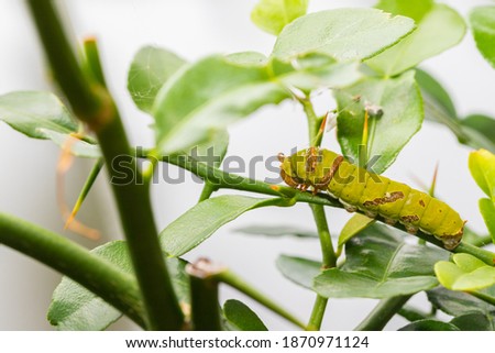 The green caterpillars are gnawing at the young shoots of kaffir lime leaves.
