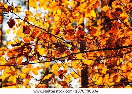 Colorful autumn leaves on a tree, nature