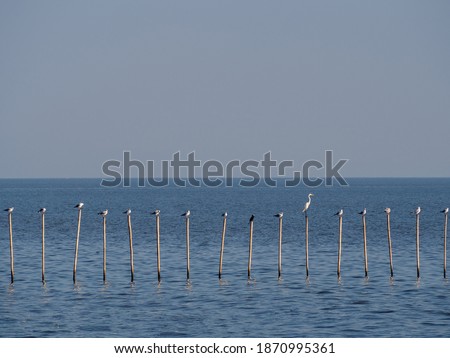 Front view at See a group of seagulls standing on the main stick made of bamboo. In the deep blue sea With a clear sky Near the coast of Ai Bang Pu. That tourists prefer to take pictures on vacation

