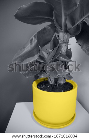 Banana plant in the yellow pot near gray wall.