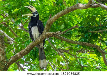 Oriental pied hornbill perching on a tree branch.