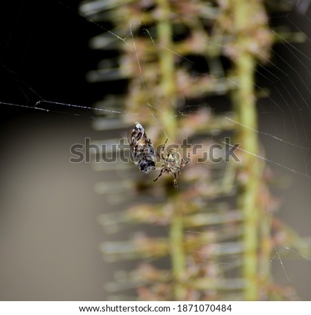 Spider encroaching towards its prey