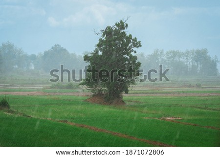 tree in the middle of the picture with heavy rain and green paddy fields