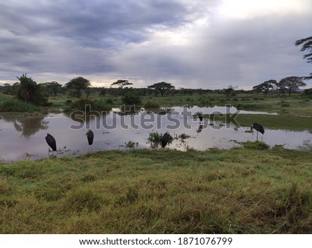 Marabous at a lake in the Serengeti, Tanzania