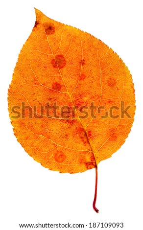 autumn orange with red stains isolated on a white
