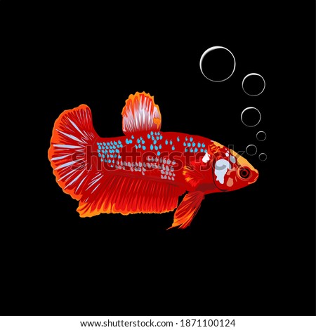 Illustration vector graphic of red betta fish