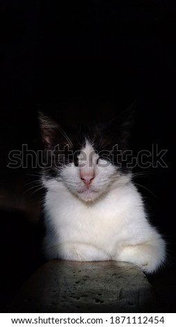 the black and white cat