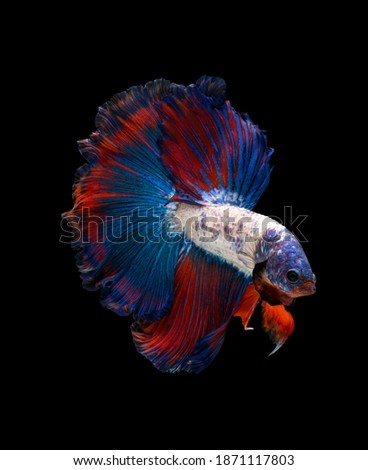 fighting fish,Multi color Siamese fighting fish(halfmoon),Betta splendens,on black background with clipping path