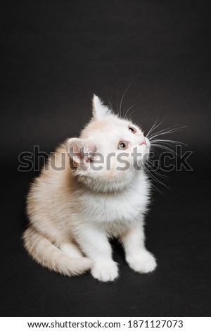 white fluffy kitten on a black background, purebred cat sitting still, white kitten, cute charming kitten, pet