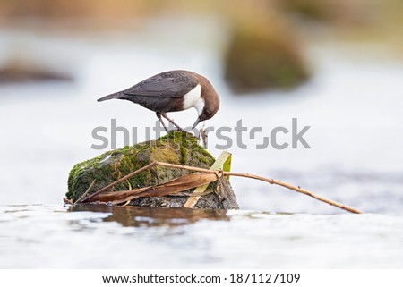 A White-throated Dipper perched on a rock in a streaming creek.