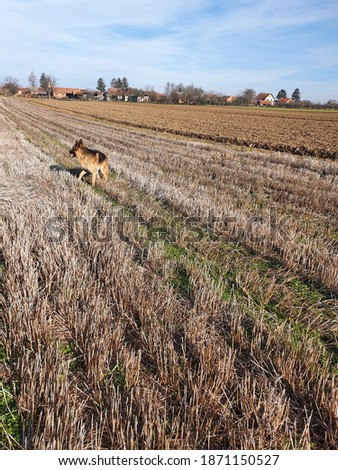 German shepherd in the middle of a field