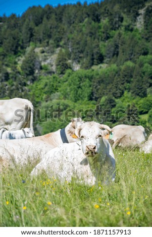 Cows and their calves grazing in a mountain field