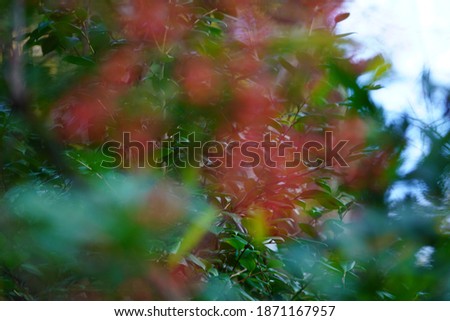 Red seeds with green leaves