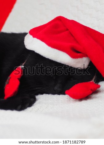 Sleepy kitten wearing a Santa Claus hat. Cute black cat. New Year.