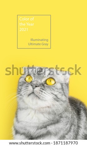 Portrait of a gray in black striped Scottish Fold cat with yellow eyes close-up on a yellow background. Illuminating and Ultimate Gray. Color year 2021