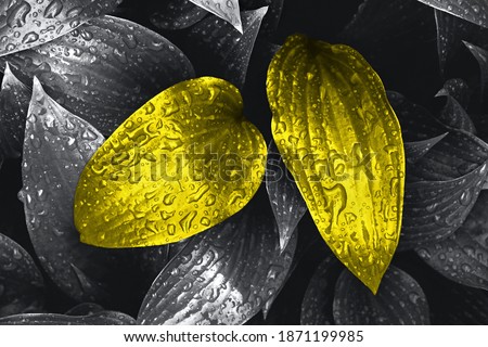 Yellow colored  beautiful wet fresh plant leaves foliage with rain drops over gray natural background. Trendy colors 2021 year. Copy space. 