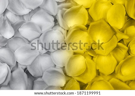 Top view of yellow gray colored background of fresh rose petals.Natural background. Trendy colors 2021 year. 