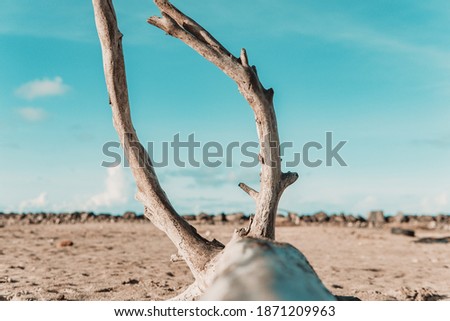 A selective focus shot of driftwood on the sandy shore on a blurred background