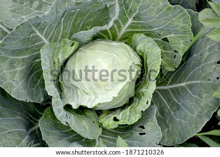 Brassica oleracea. Beautiful vegetable abstract background of nature. Summer landscape. Beautiful. White cabbage