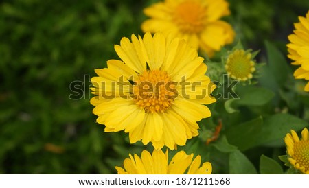 Bright yellow flowers in a cottage garden plant pot.