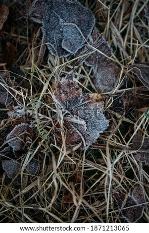 low key still life of Frozen leaves in winter on the ground