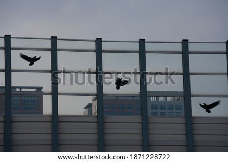 A Glass soundproof wall with anti-Collision Stickers to Prevent Bird Strikes in Korea. Royalty-Free Stock Photo #1871228722