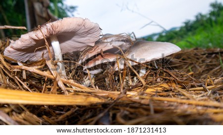 White Straw Mushroom that occurs in nature.