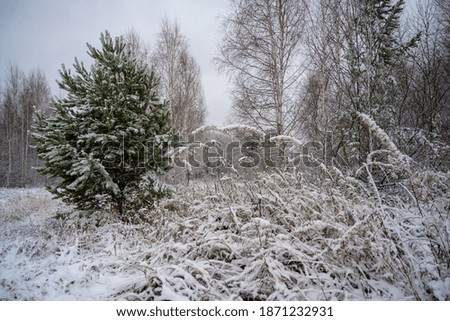 The first snow has just fallen, sprinkling trees and grass. A large pine tree is soloing in the photo. Each needle is covered with hoarfrost. In the foreground is textured tall snow-covered grass. 