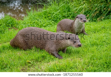 Otter by grassy river bank