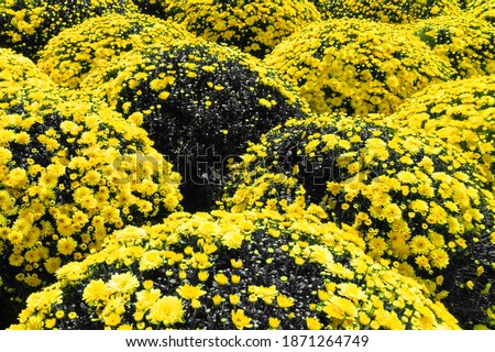 Flowerbed of spray chrysanthemum spherical. Flower field in the city. illuminating color of the year 2021