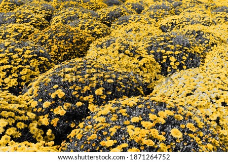Flowerbed of spray chrysanthemum spherical. Flower field in the city. illuminating color of the year 2021