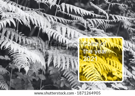 Colors of the year 2021 are illuminating yellow and ultimate gray. Fresh bush of fern in forest. Texture, background. Toned