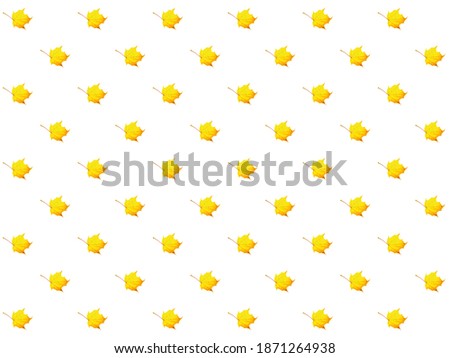 Autumn leaves on white background as pattern. Yellow maple leaf. Flat lay.