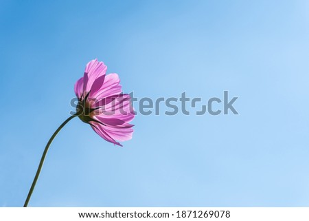 Pink cosmos flowers blooming in the garden with blue sky background