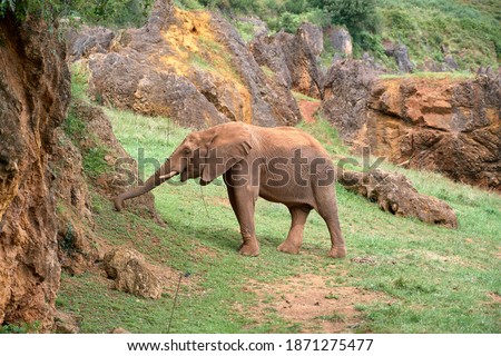 Baby elephant eating from the ground.
