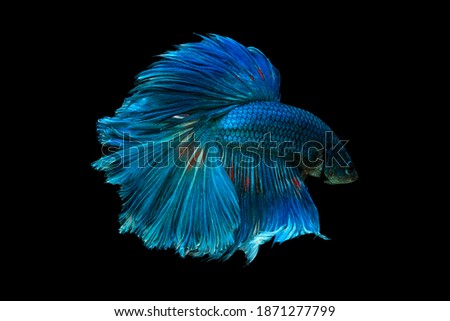 Blue betta fish, Siamese fighting fish, betta splendens (Halfmoon betta, Pla-kad (biting fish) isolated on black background.