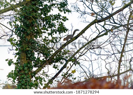 Grey squirrel running along a branch in late autumn                          