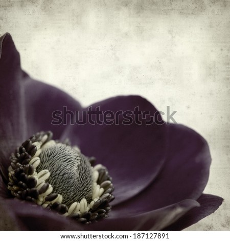 textured old paper background with dark blue anemone flower