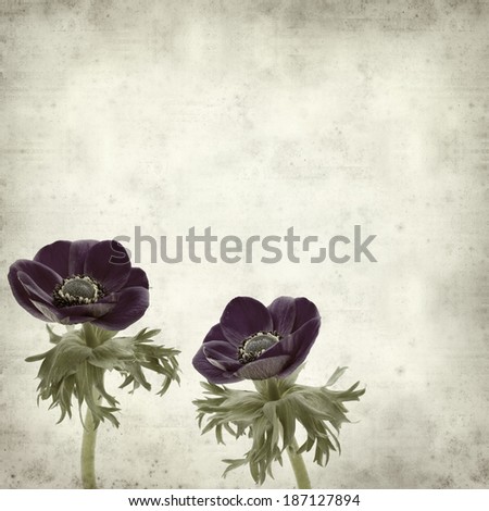 textured old paper background with dark blue anemone flower