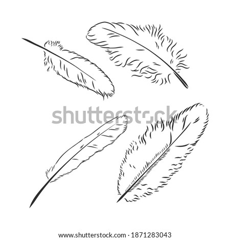 hand drawn feathers on white background. the feather of a bird sketch vector illustration