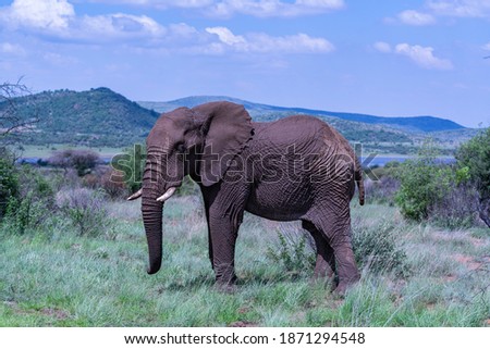 african elephant with protective mud in their natural habitat